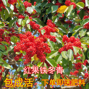 万紫千红铁冬青树苗四季常青庭院绿化树熊胆木珍贵药材白银香木苗