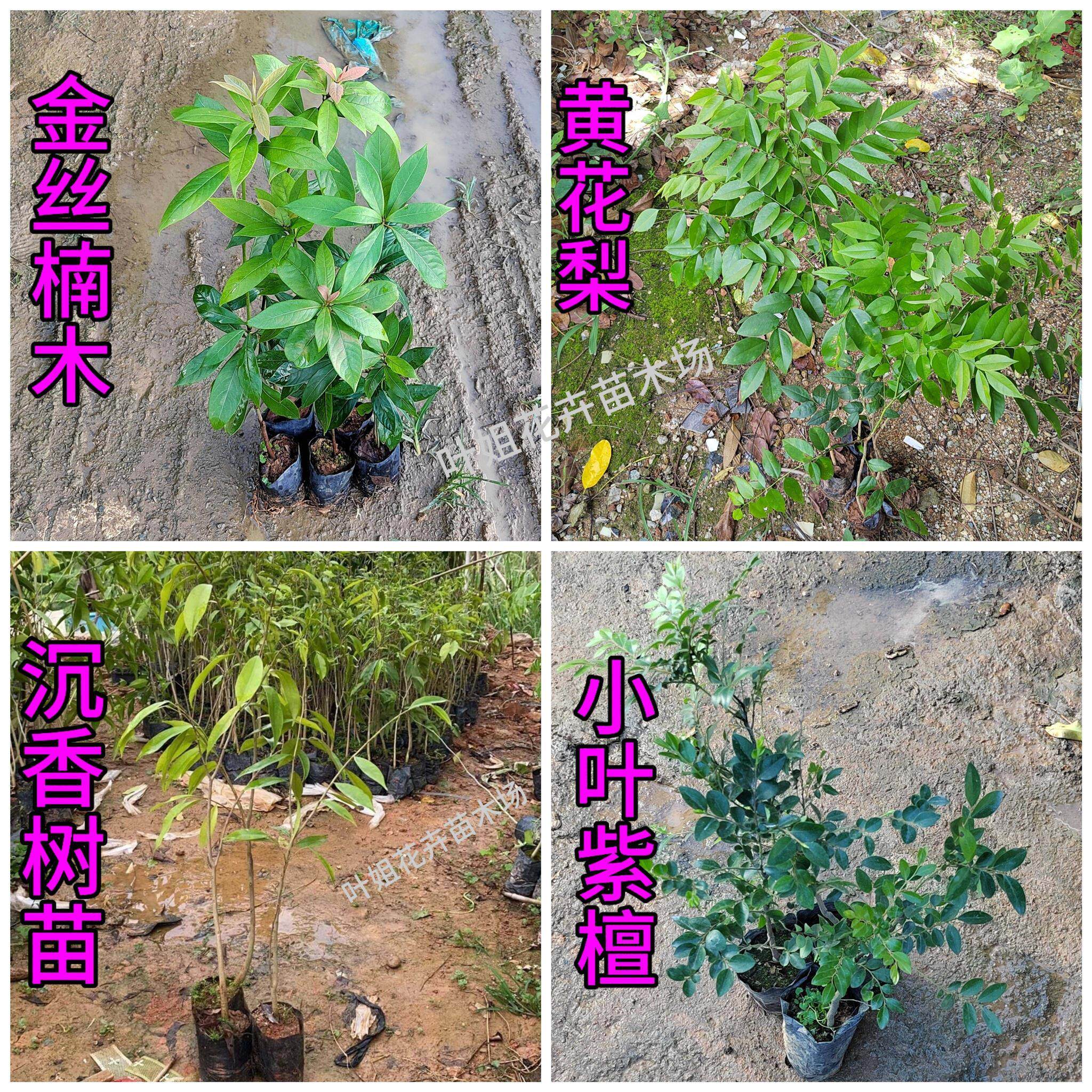 名贵苗木金丝楠木树苗海南沉香树苗小叶紫檀海南黄花梨苗香樟苗图片