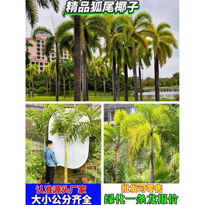 狐尾椰子树苗盆栽绿植棕榈苗耐旱耐寒植物室外盆景常青庭院绿化树