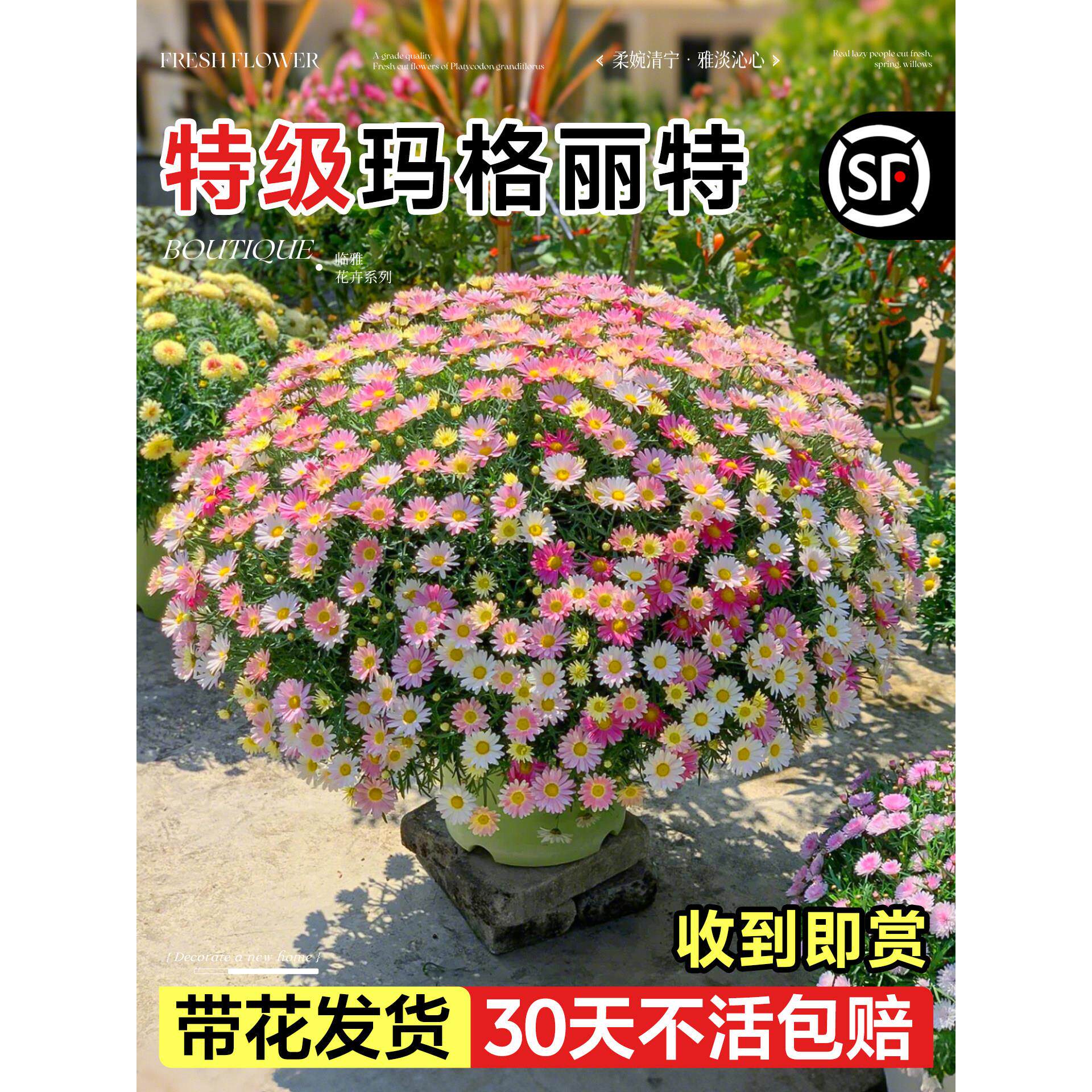 玛格丽特带花盆栽小雏菊糖果室外阳台花园菊花好养活四季花卉植物