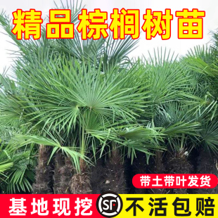 棕榈树苗蒲葵老人葵扇子树绿化耐寒苗木庭院四季常青植物盆栽地栽