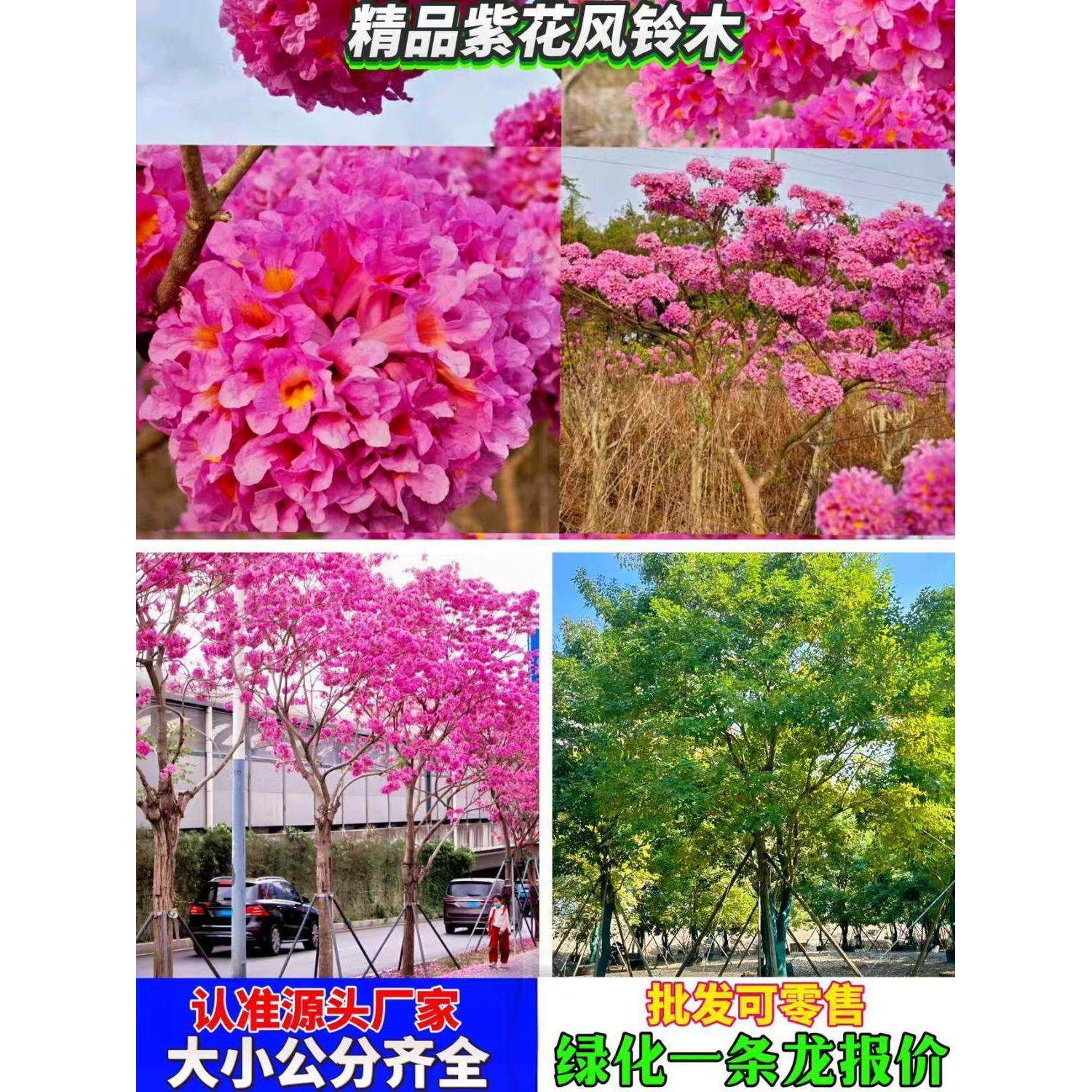 紫花风铃木树苗嫁接绣球花黄花风铃木树苗庭院观景花卉名贵树苗