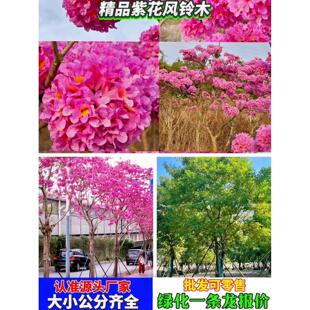 紫花风铃木树苗嫁接绣球花黄花风铃木树苗庭院观景花卉名贵树苗