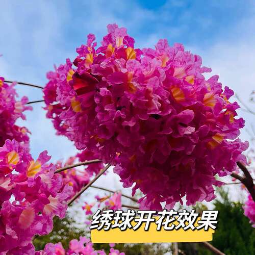 紫花风铃木多花品种绿花庭院风景树地栽盆栽皆可四季开花绣球花苗