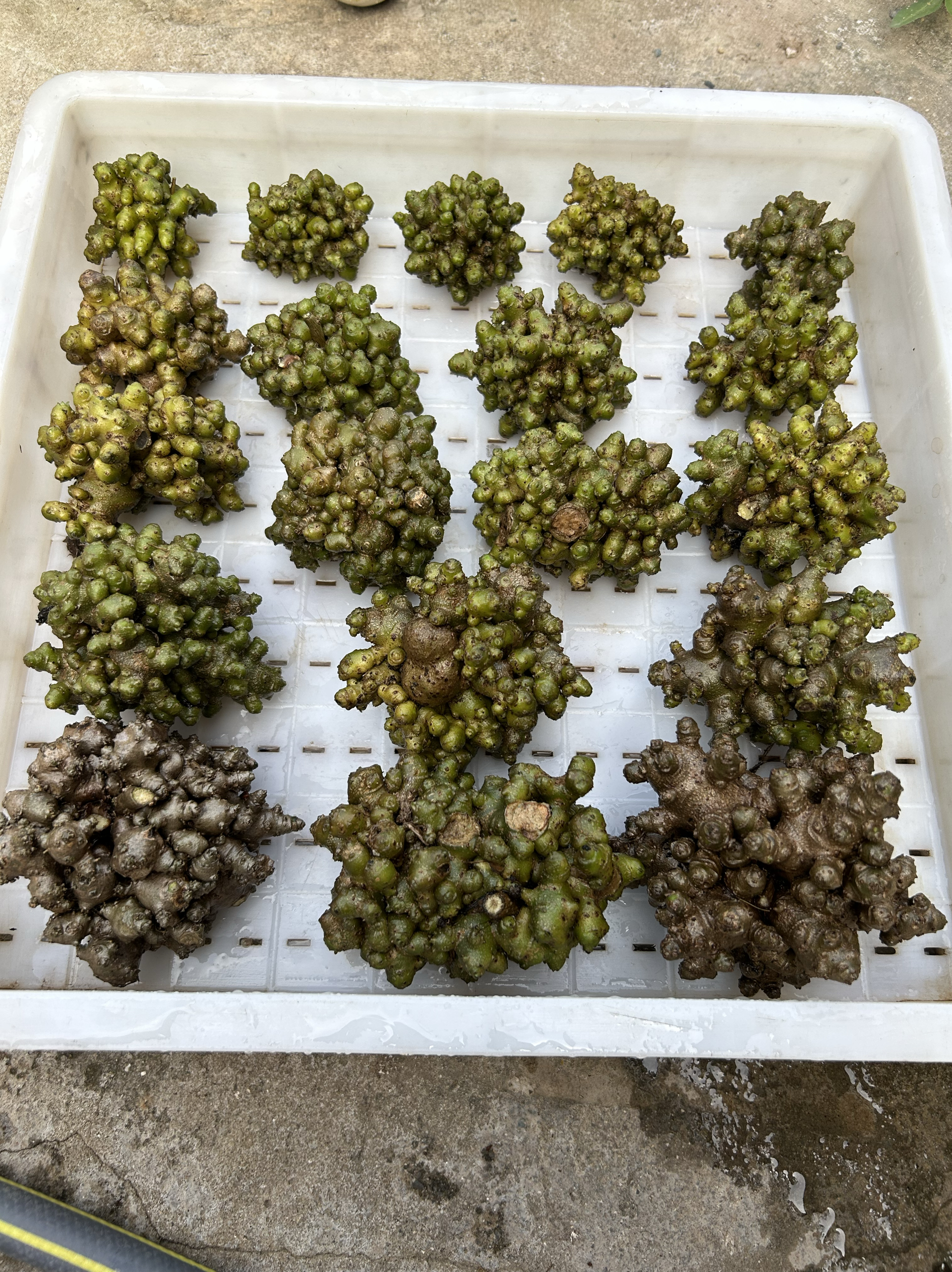 野生新鲜采摘藤三七种子可食用庭院阳台爬藤绿植茶台办公室花盆栽