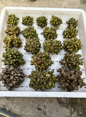 野生新鲜采摘藤三七种子可食用庭院阳台爬藤绿植茶台办公室花盆栽
