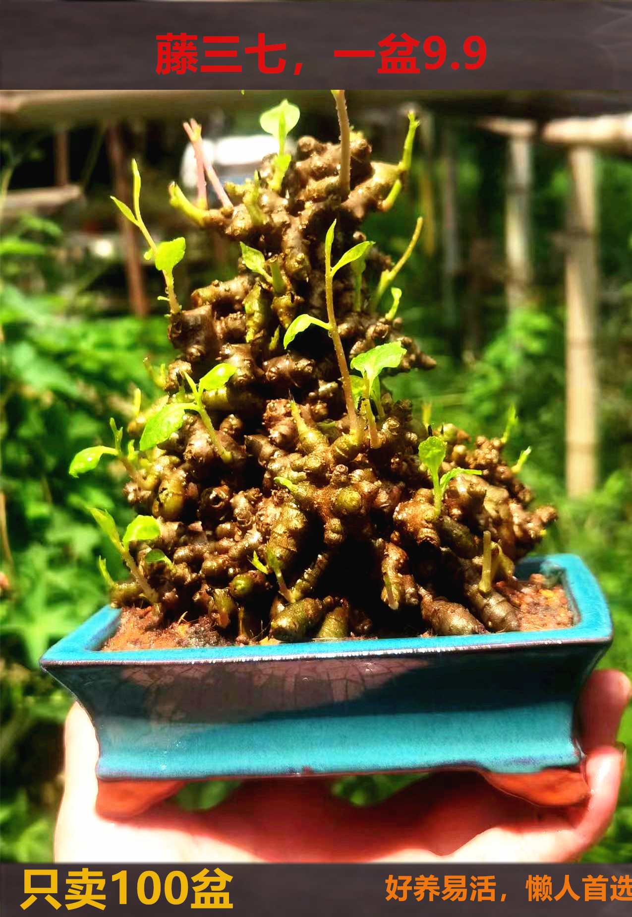 藤三七微盆景坨三七盆栽爬藤植物茶台小绿植观赏种苗室内净化空气