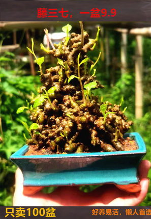 藤三七微盆景坨三七盆栽爬藤植物茶台小绿植观赏种苗室内净化空气