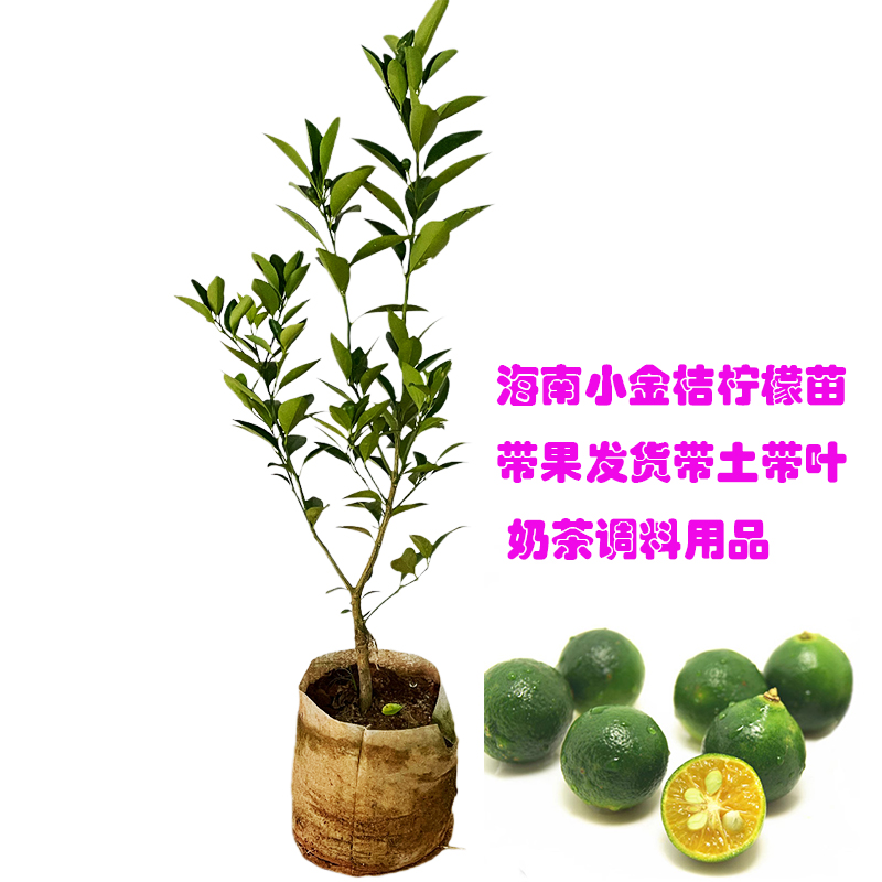 奶茶用品常绿种植1年结果