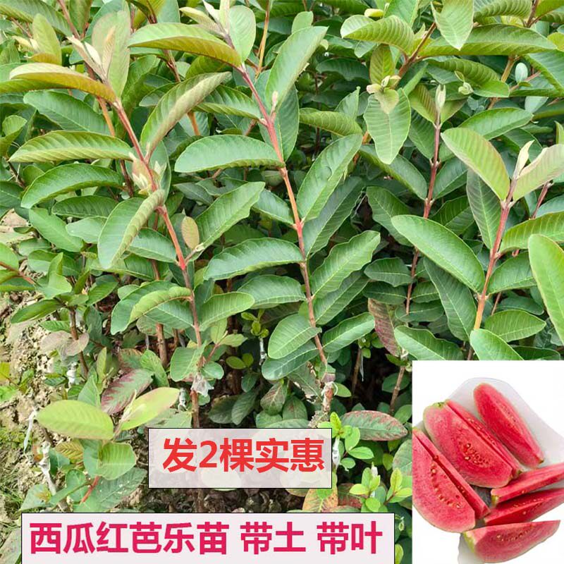 带土红心果苗树红宝石芭乐苗四季白心珍珠番石榴苗四季结果盆栽