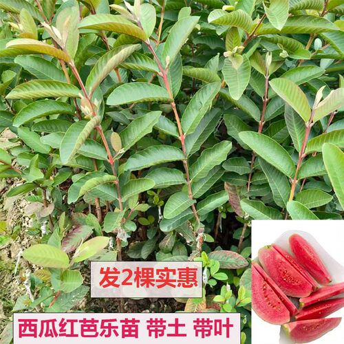 芭乐苗常绿色红宝石珍珠番石榴