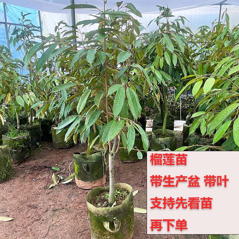 果树苗带土带叶榴莲苗金枕猫山榴莲盆栽果园庭院种植