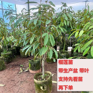 果树苗带土带叶榴莲苗金枕猫山榴莲盆栽果园庭院种植