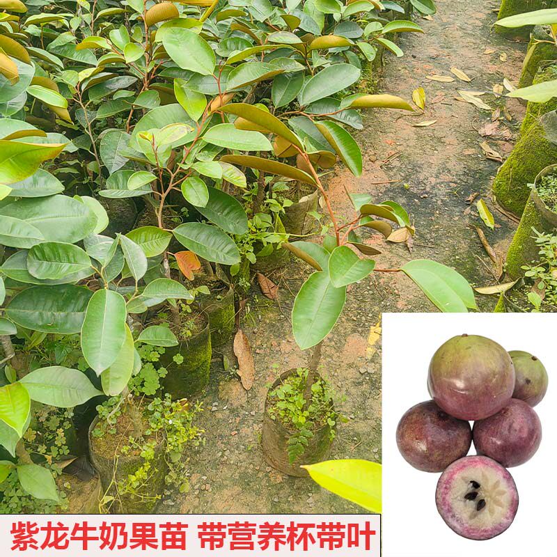 永丰果树苗带土带叶牛奶果苗紫龙盆栽树苗果园