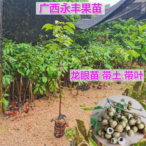 带叶桂圆苗包邮果树苗行道树木