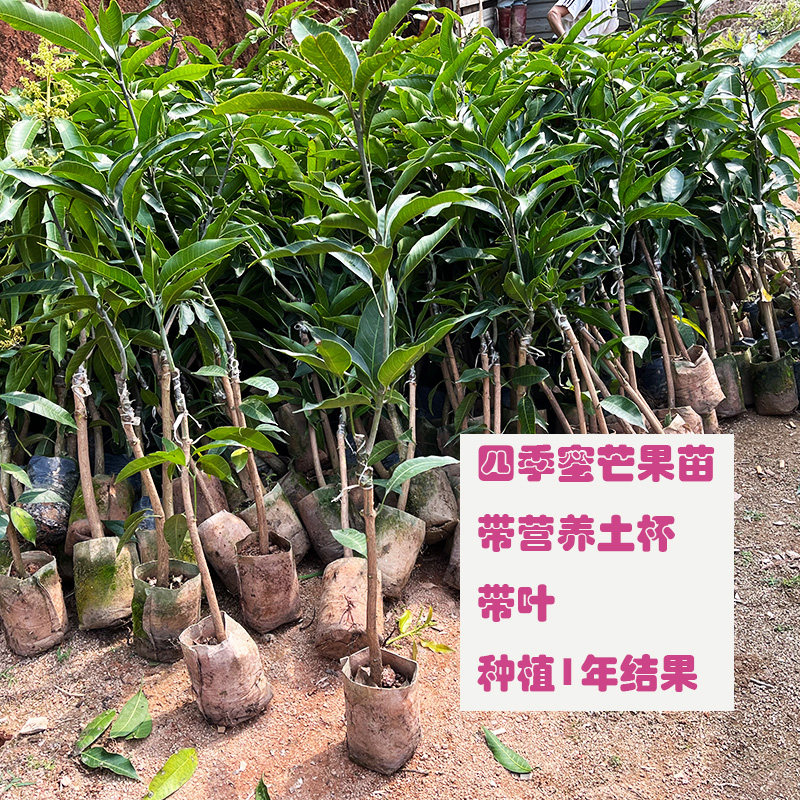 包邮果树苗苗芒果苗盆栽地栽带营养土杯多次结果