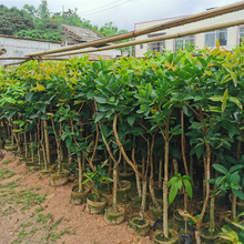 带土包邮果树苗莲雾苗大叶红 飞弹莲雾苗黑金刚莲雾庭院盆栽