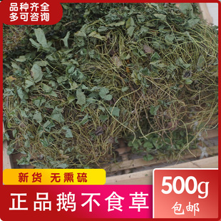 鹅不食草中药材鹅不吃草新鲜干草干净无硫正品批发包邮玉林发货