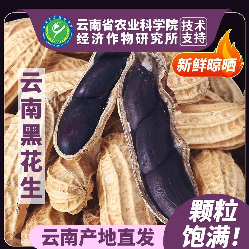 农科院云南黑花生带壳生的原味炒熟黑皮花生土特产去壳花生米种子