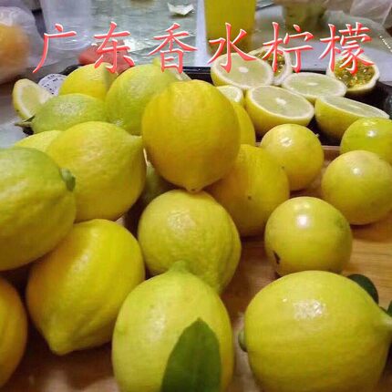 广东香水柠檬成熟黄果黄柠檬无籽柠檬奶茶店饮品店餐厅洒吧用