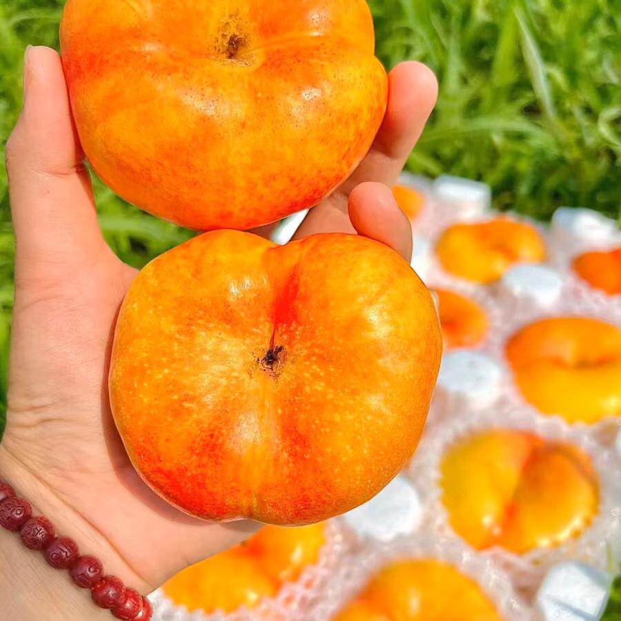 黄油蟠桃蒙阴蜜桃蒙阴