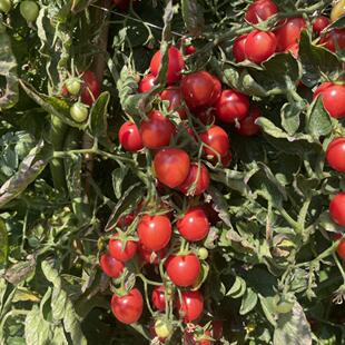 攀枝花露天千禧小番茄4斤现摘现发