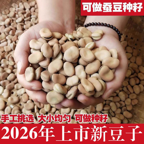农家自种薄皮蚕豆粉糯易出芽
