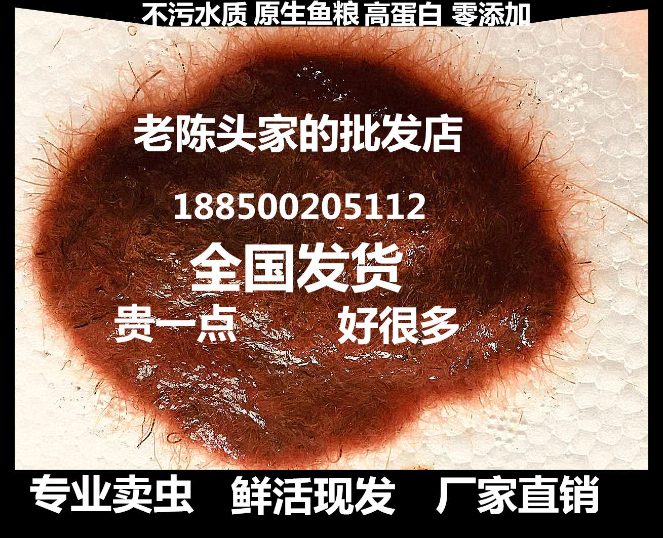 红线虫活体水蚯蚓丝蚯蚓赤红线虫鱼食活线蛇观赏鱼饲料鱼饵红丝虫