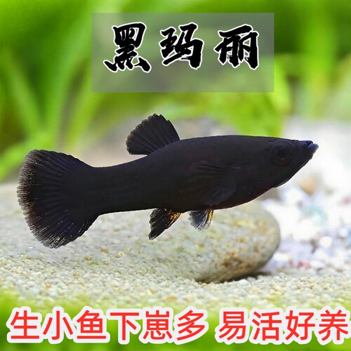 黑玛丽鱼生小鱼热带鱼小型鱼
