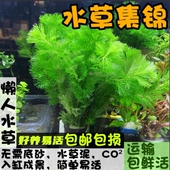 鱼缸造景水草绿菊花蜈蚣草青竹草缸装 饰植物活体真水草藻类懒人