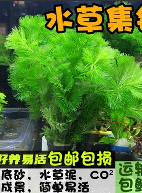 水草易活无需光照好养好打理