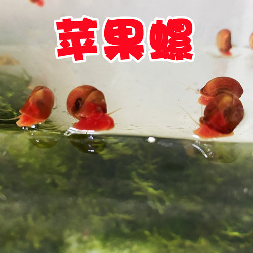 除藻螺苹果螺观赏螺全红超大号