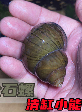 淡水石螺活体鱼缸清洁蜗牛