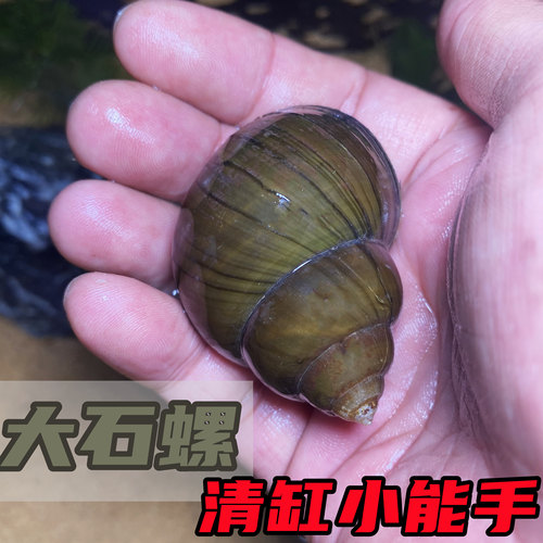 淡水石螺活体鱼缸清洁蜗牛