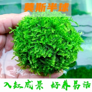 垂类莫斯半球懒人水草真水草好养易活入缸成景好杨易成活水下植物