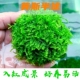 垂类莫斯半球懒人水草真水草好养易活入缸成景好杨易成活水下植物