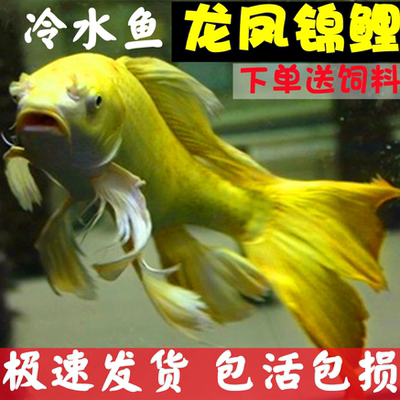 大尾巴锦鲤龙凤锦鲤观赏