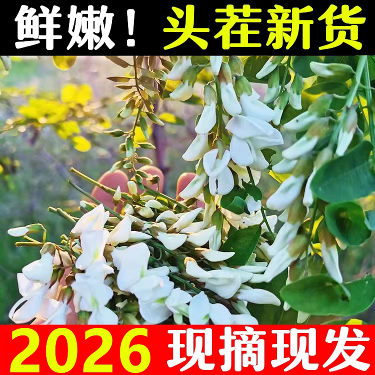2026年现采新鲜洋槐花食用农产品时令野生纯天然蔬菜杨槐树花骨朵