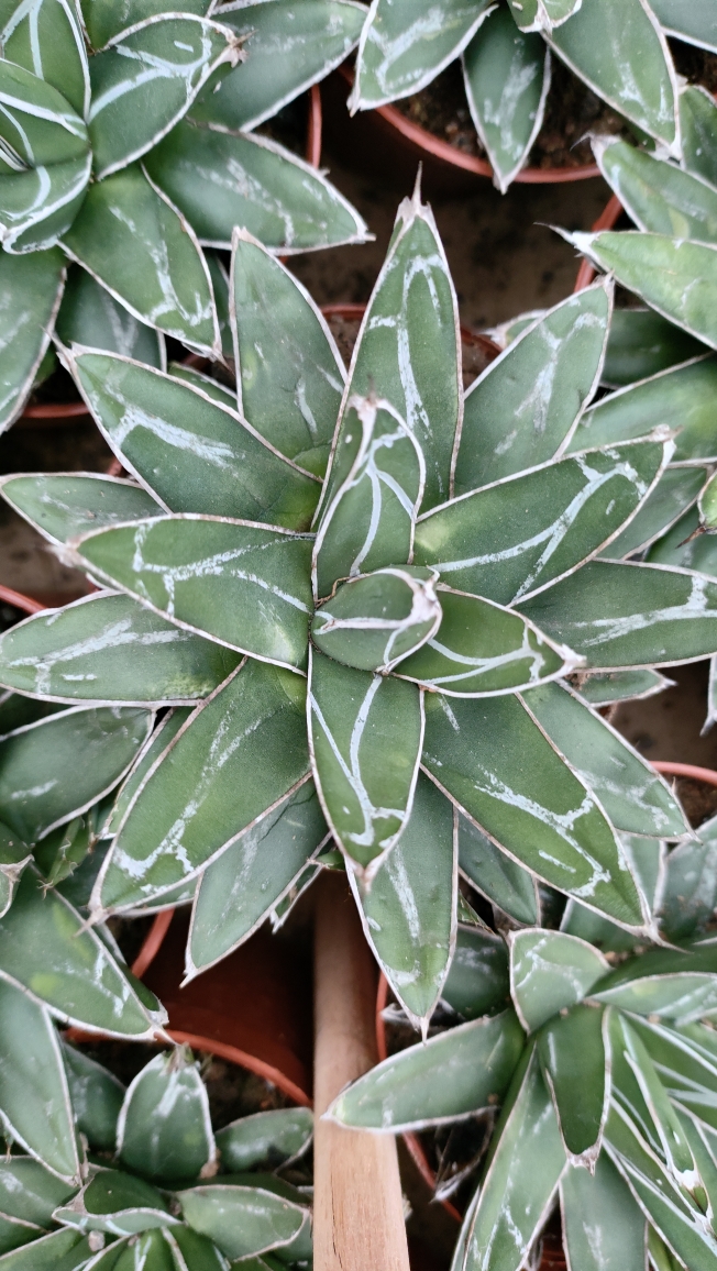 笹之雪龙舌兰仙人球雷神屉之雪吉祥冠多肉植物小盆栽净化空气