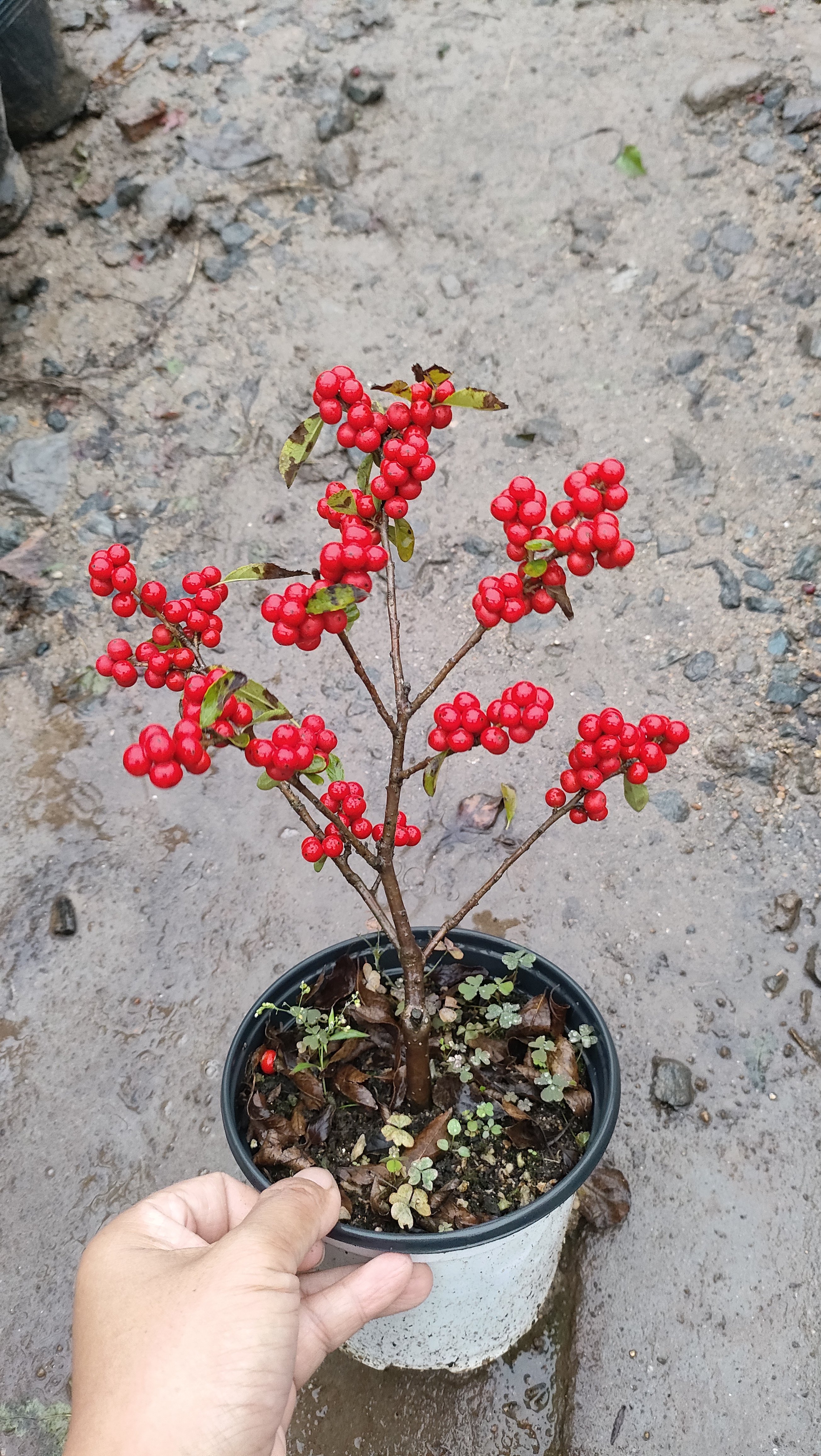 进口北美冬青红果年宵花卉植物盆栽吉祥喜庆耐寒好养庭院地栽老桩