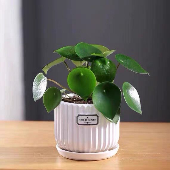 荷叶碧玉椒草盆栽植物室内办公室四季好养吸甲醛花卉绿植镜面草