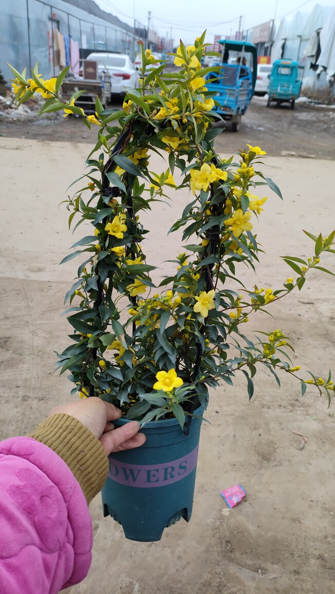 法国香水茉莉花盆栽淡淡味道花卉阳台庭院耐寒爬藤植物香水藤花