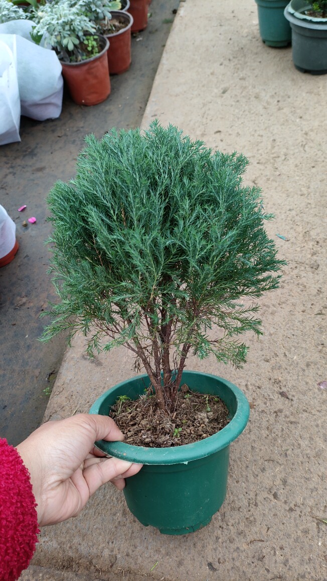 雾凇雾松盆栽绿植盆景室内外好养办公室桌面小礼品四季常青花卉