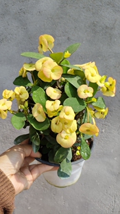 大花虎刺梅小盆栽大叶铁海棠盆栽庭院开花黄花虎刺梅