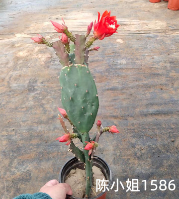 令箭荷花盆栽嫁接苗仙人掌