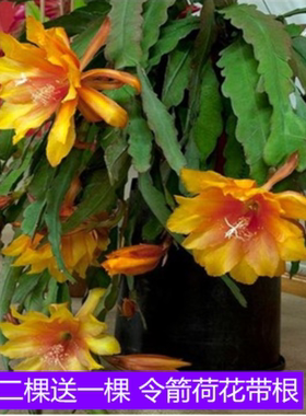 进口令箭荷花大花重瓣品种带根苗红黄紫粉白多色花卉绿植盆栽