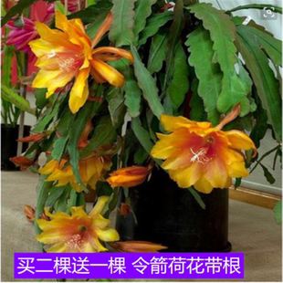 进口令箭荷花大花重瓣品种带根苗红黄紫粉白多色花卉绿植盆栽