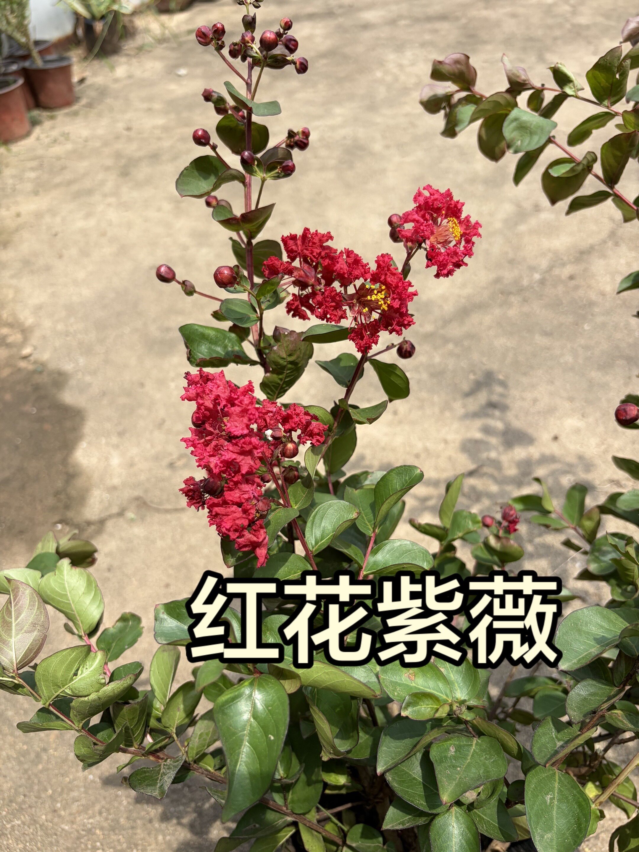 紫薇花盆栽矮化紫薇庭院花卉耐热植物多年生紫薇树天鹅绒植物耐寒