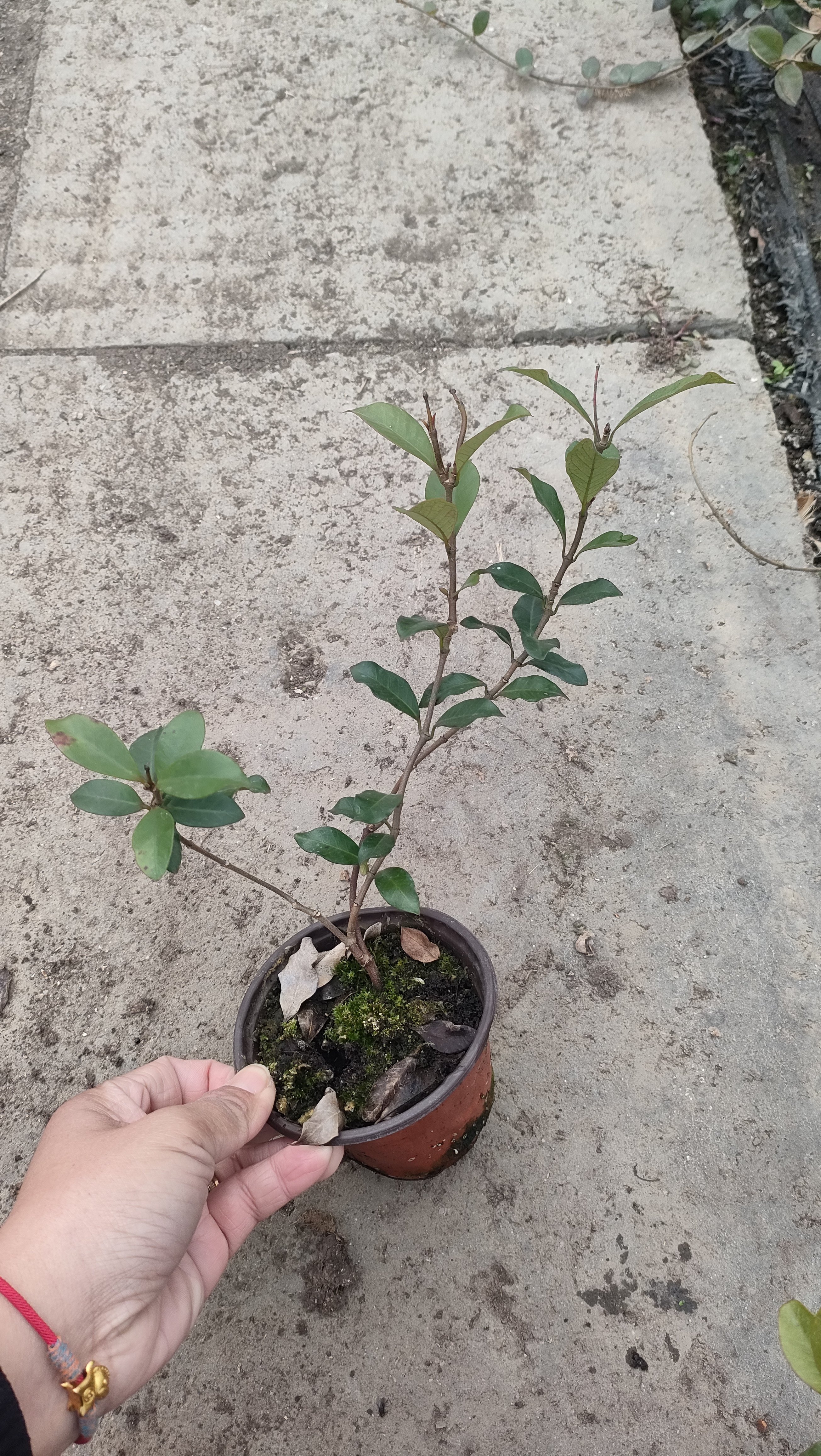 对版茉莉粉色风车茉莉花黄色盆栽花卉四季阳台庭院浓香型耐寒植物
