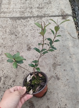 对版茉莉粉色风车茉莉花黄色盆栽花卉四季阳台庭院浓香型耐寒植物